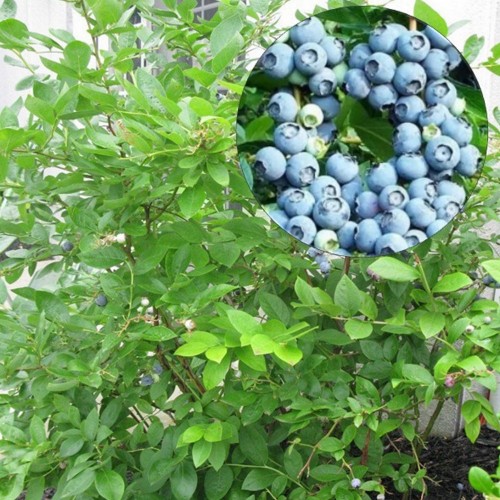 Vaccinium corymbosum 'Bluejay' - Kännasmustikas 'Bluejay' C1/1L
